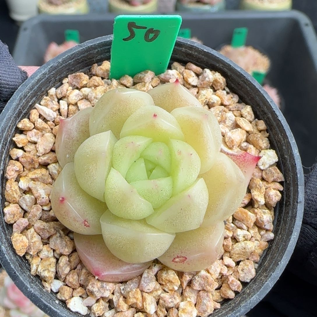 多肉50   麦秆    5厘米盆   h