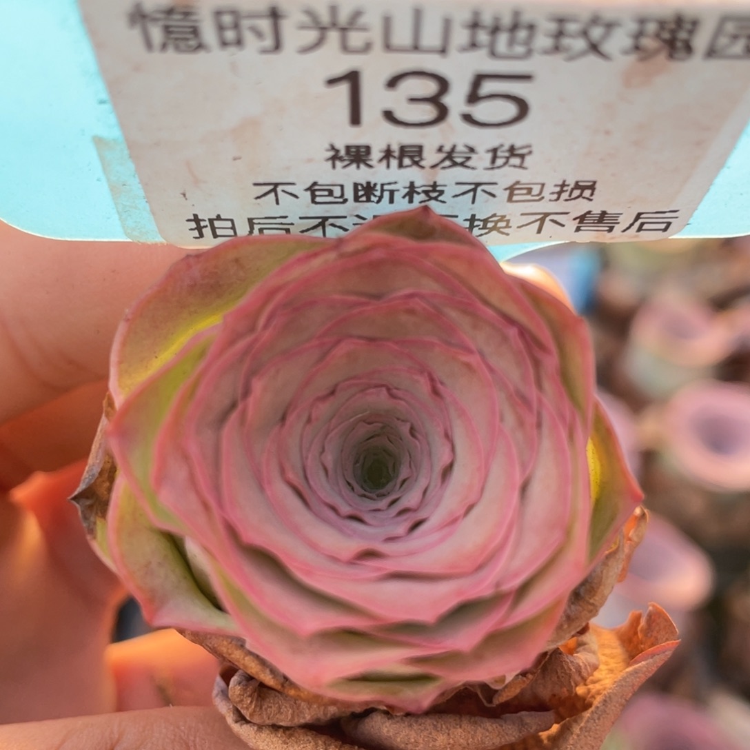山地玫瑰135裸根发货不售后