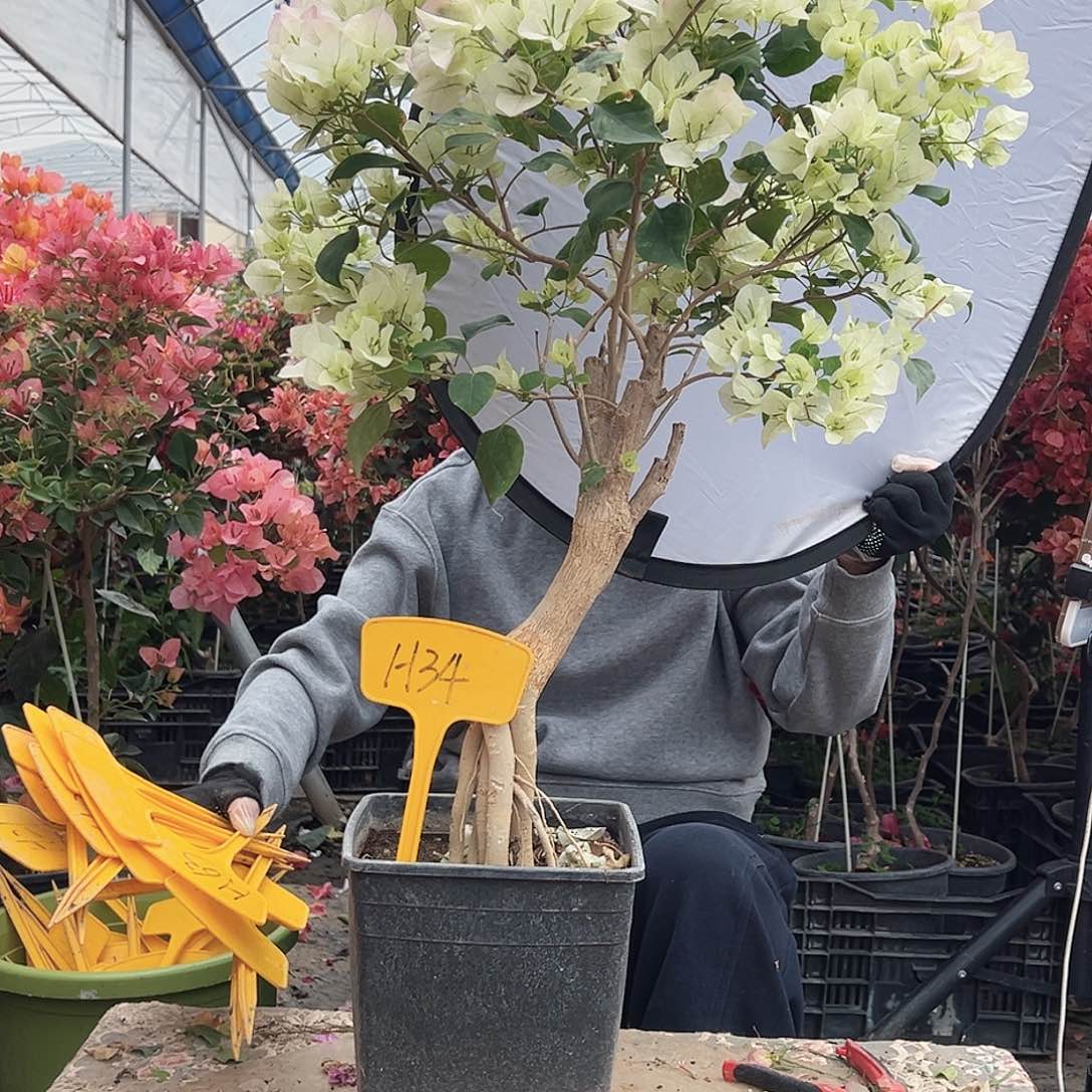 我***素大部分花苞少量开放H34绿樱