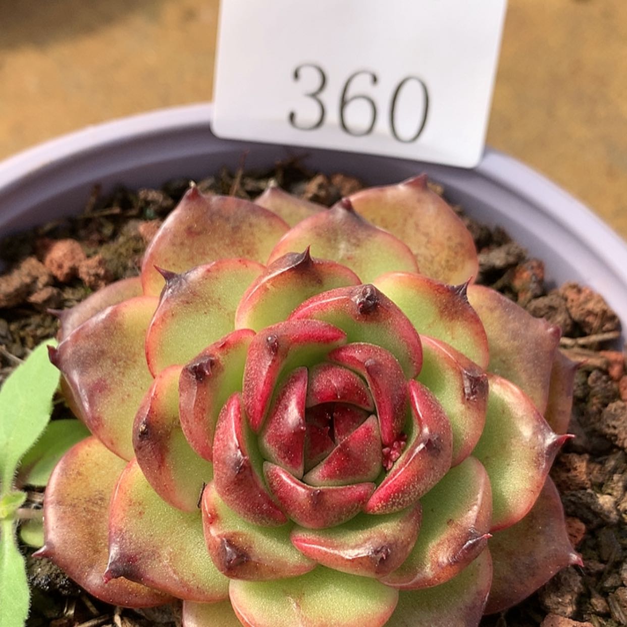 【闪购商品】云360墨玉