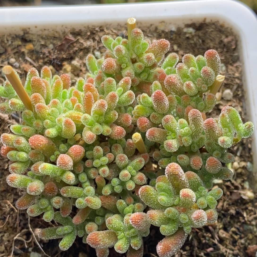 冰晶杂枝干番杏A621