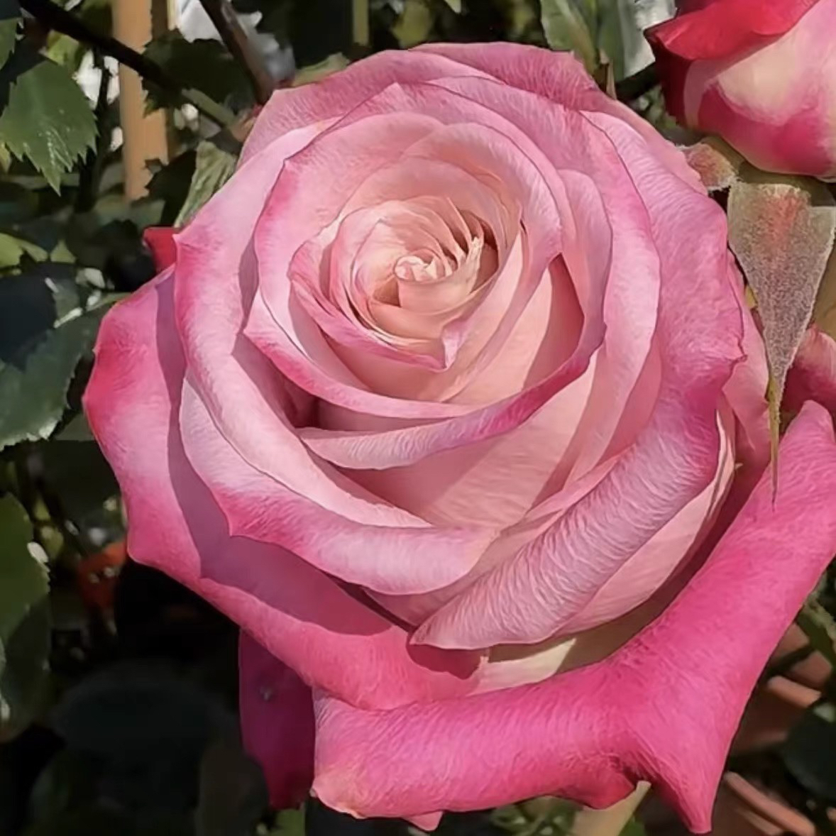 莎娜 月季花苗 玫瑰花 耐热耐寒盆栽花卉植物 四季开花