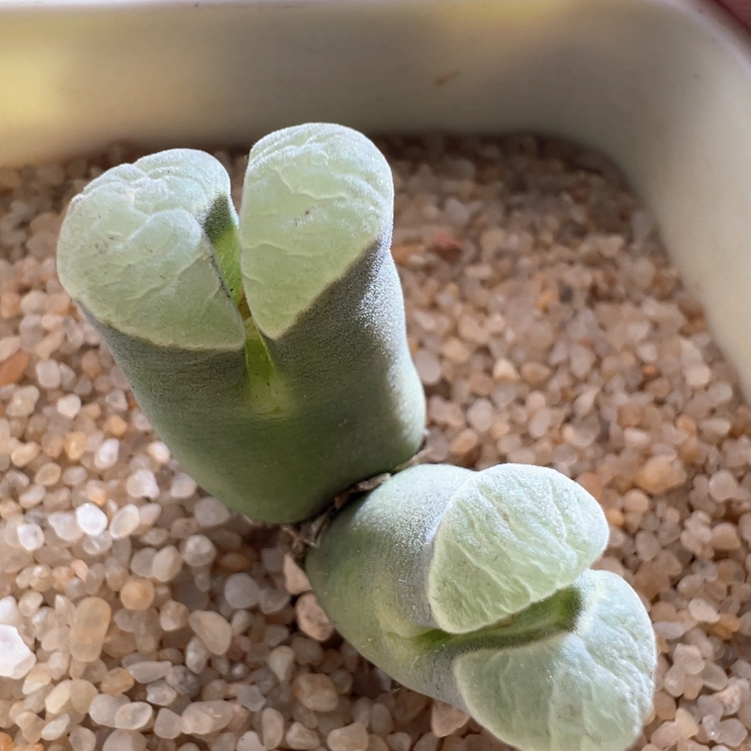 548。青蛙优选2151双头糯窗大母本