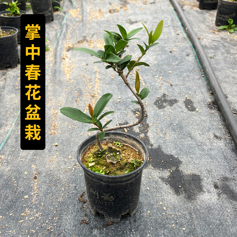  曲线s弯造型春花盆栽掌上桌面茶台意境小盆栽室内书房耐阴绿植