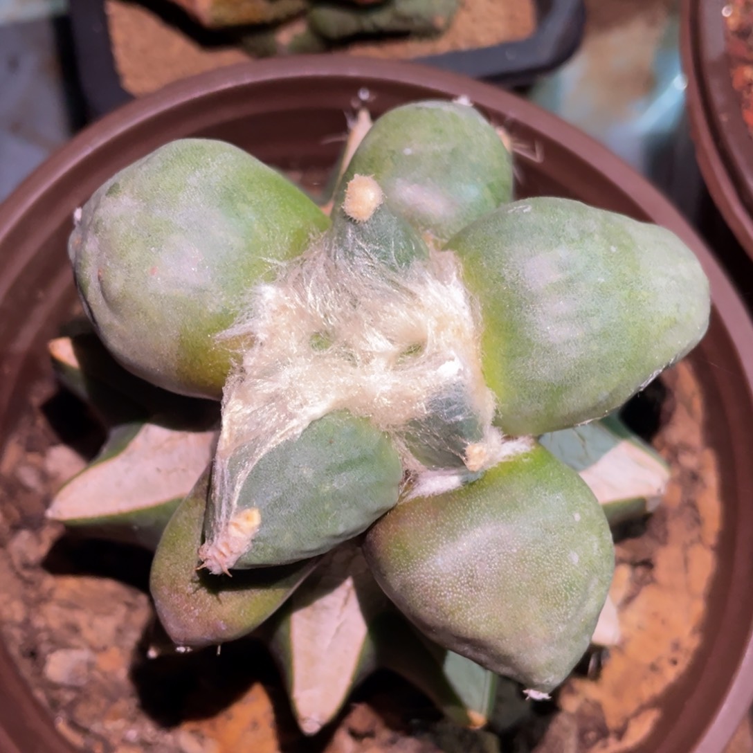 蛋犹 仙人球开花 仙人球