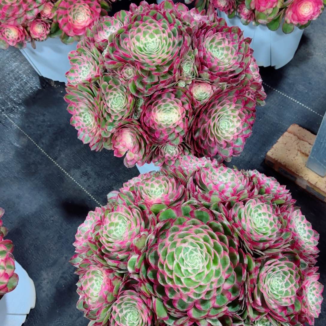 小*娃多肉植物发货发货包物流两颗