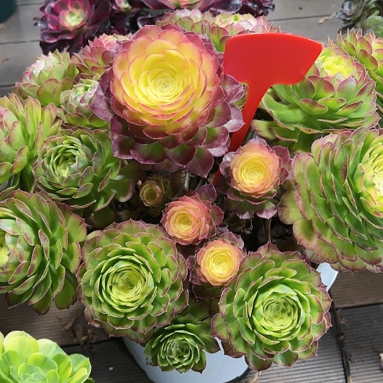 【闪购商品】红陶1111111111111