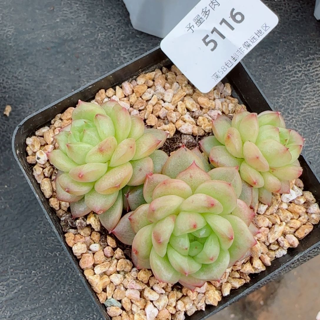 灯泡群，5116多肉植物