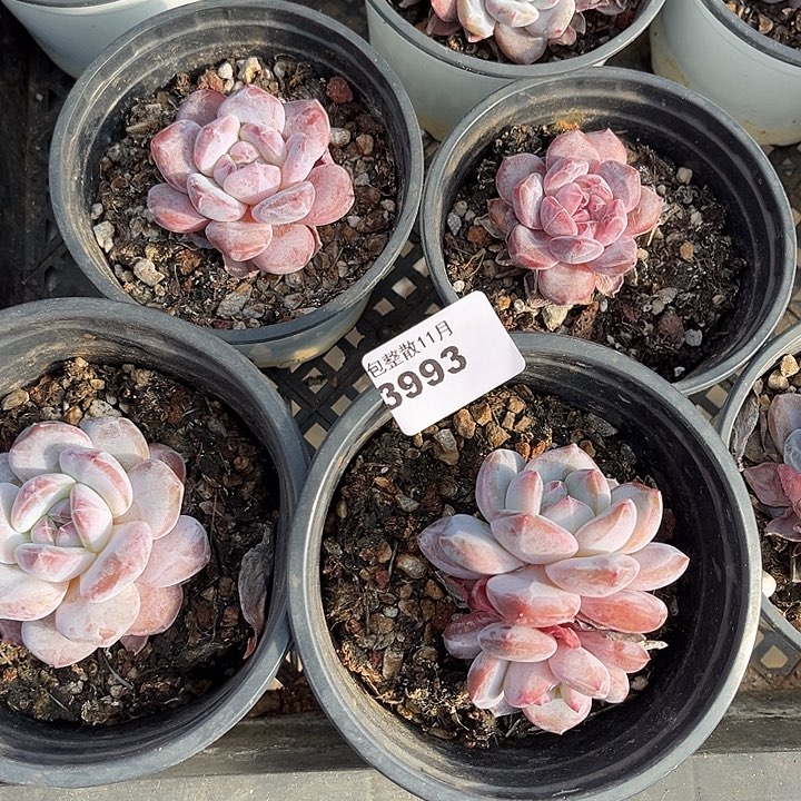 阿雅园艺。       3993四颗星影