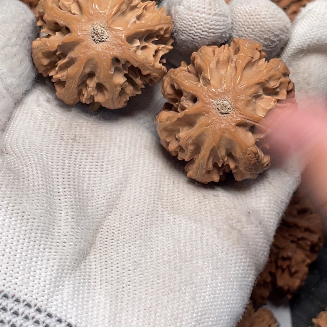 阿***卷桃核把件2 秦岭灯笼野生小众