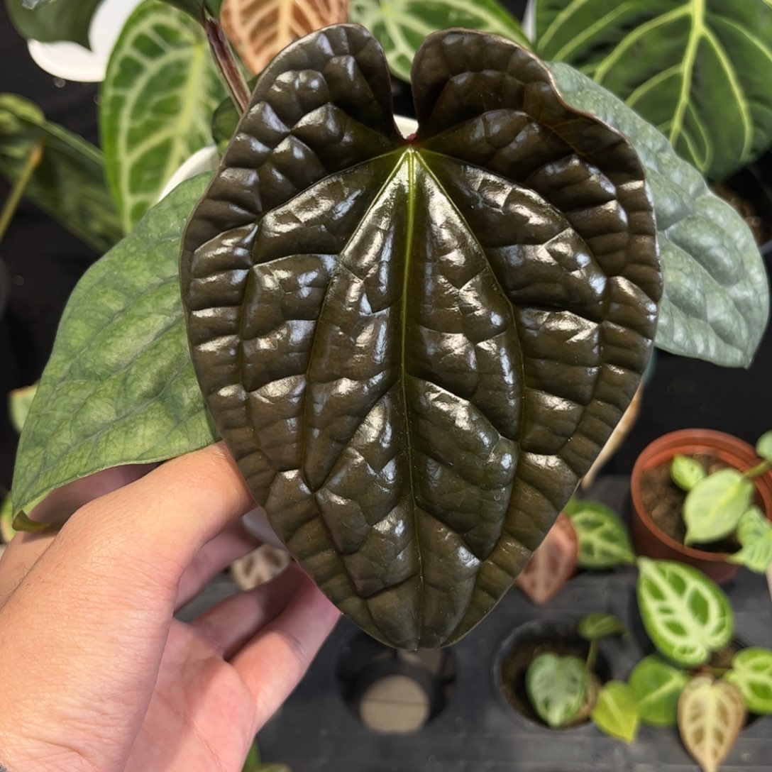 不开花植物老版本黑奢华