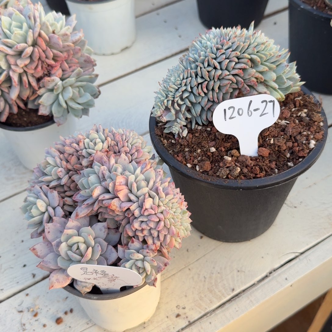 知***福1206-27静雪缀化两颗