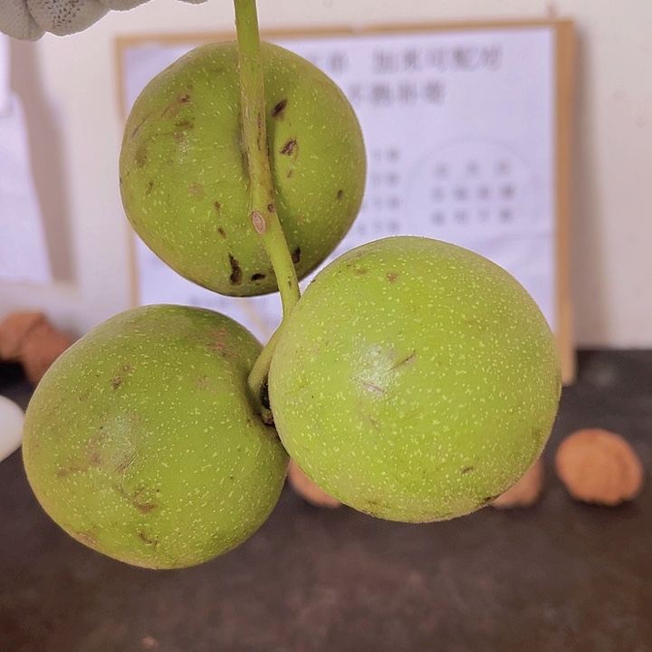 吊坠文玩核桃宫灯3大
