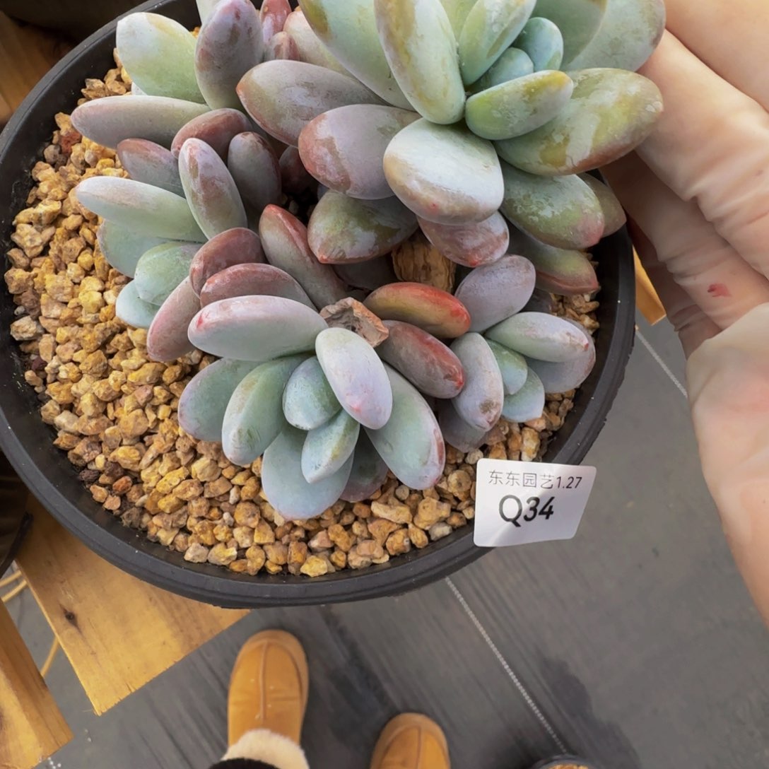 q q q q q q q q q q 34