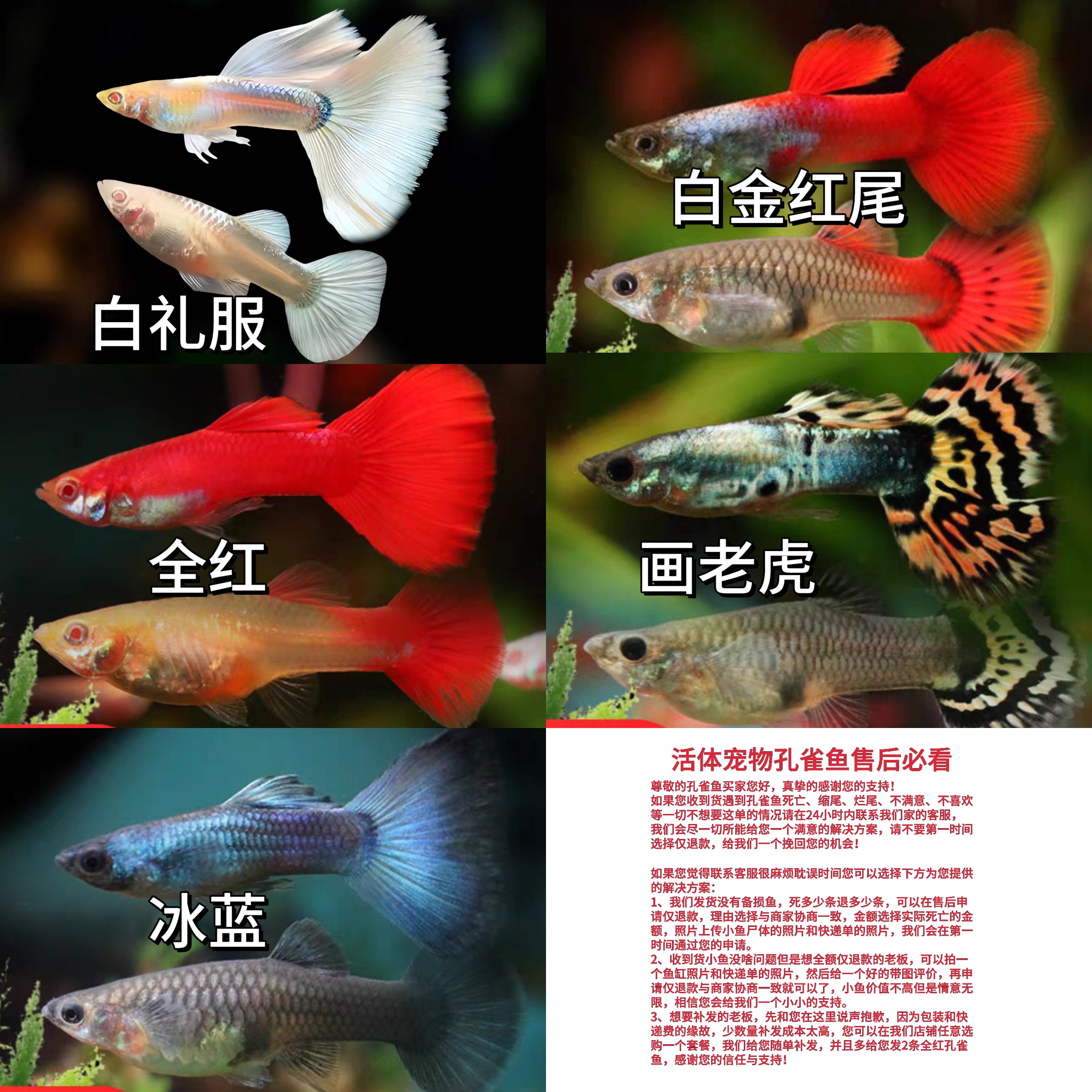 【大尾巴全家福】5品种10条纯种孔雀鱼小型淡水热带观赏鱼容易繁殖