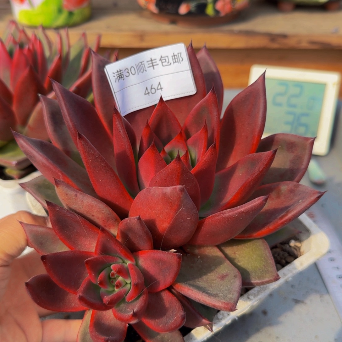 464东云多肉新品杂