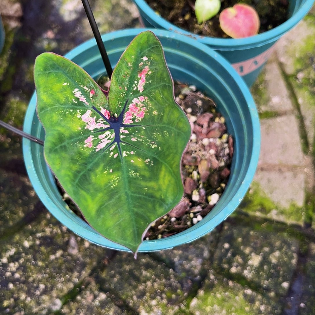 Y***g完全开放9307泰彩