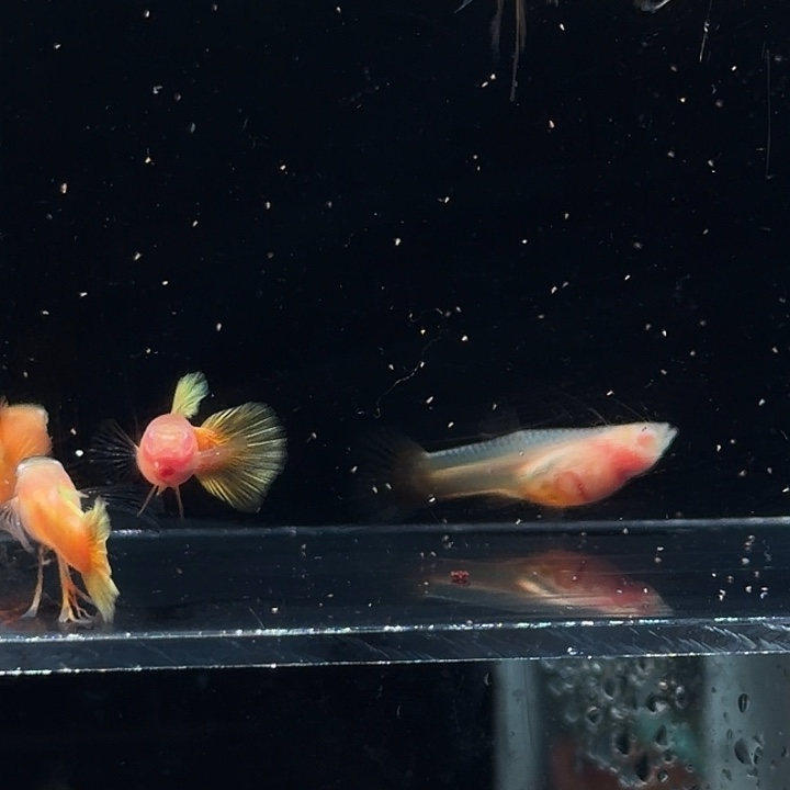 孔雀鱼黄金玻璃体压成