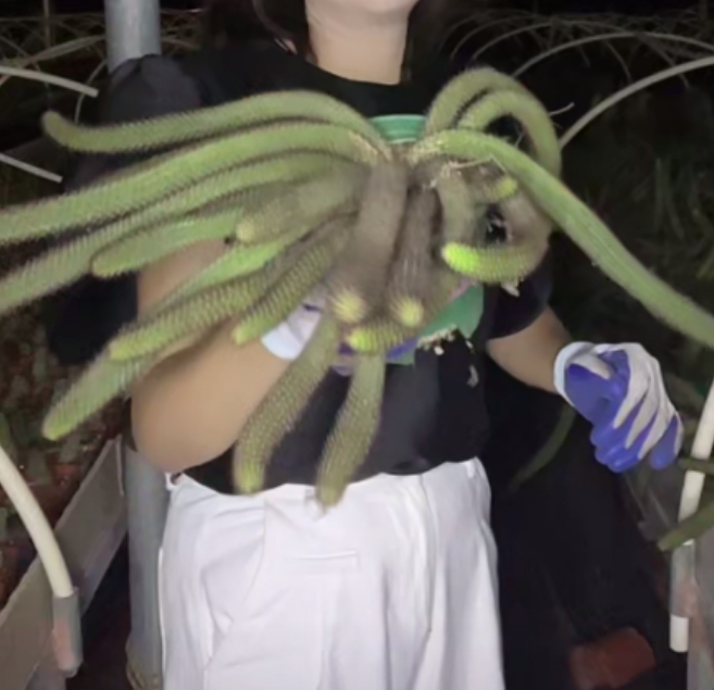 二妹园艺【 超大号老桩垂钓金妞   落地自根  】脱土随机发货