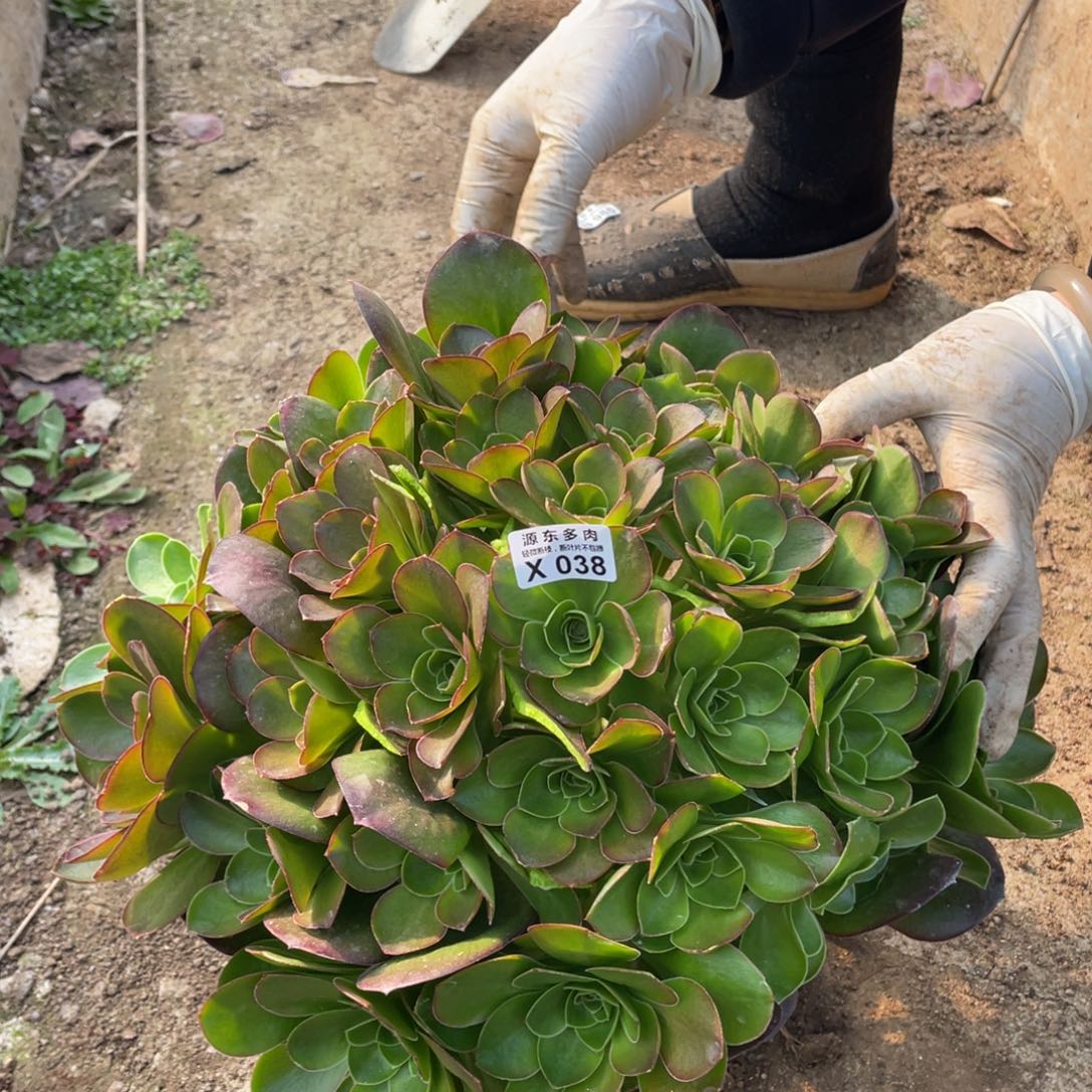 038魅金玫瑰多肉法师断枝不包