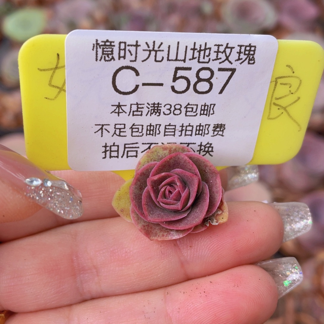 山地玫瑰C587裸根发货断枝不包损不售后