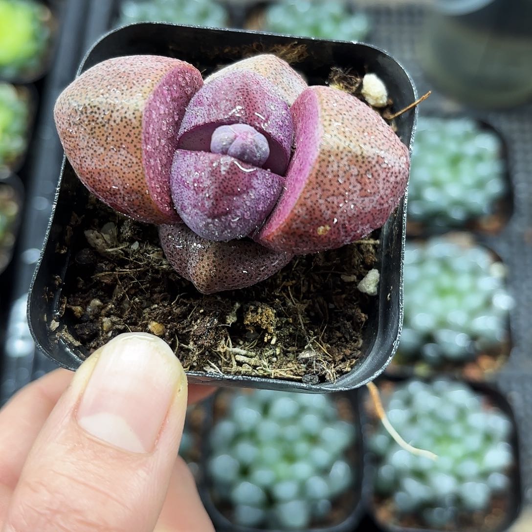 紫元宝多肉植物666