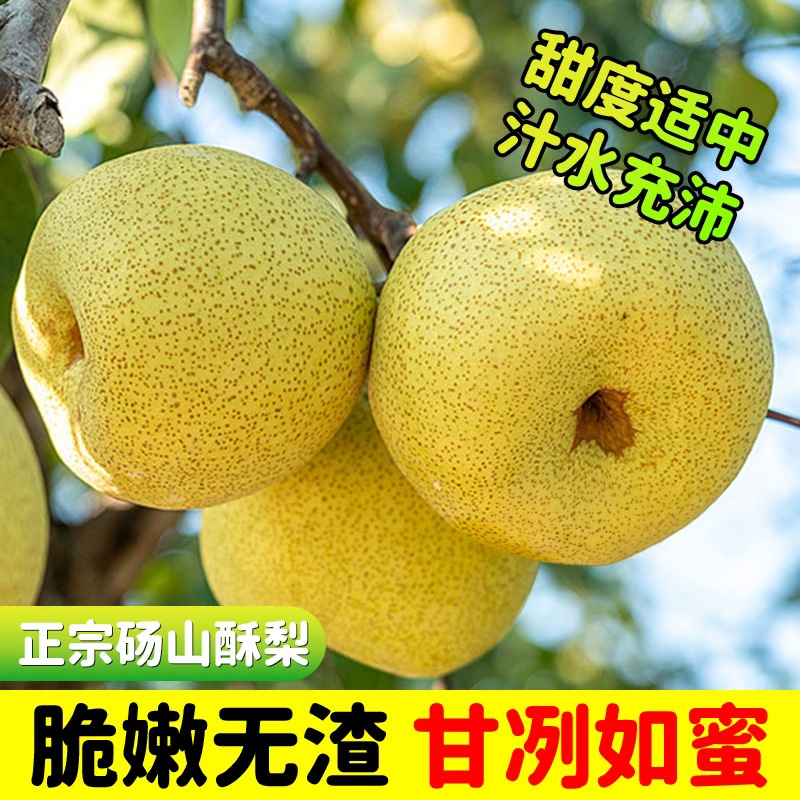 【砀山酥梨】安徽砀山大酥梨产地现摘脆甜多汁烤梨炖梨应季水果直发