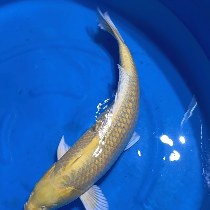 锦鲤黄金锦鲤专拍