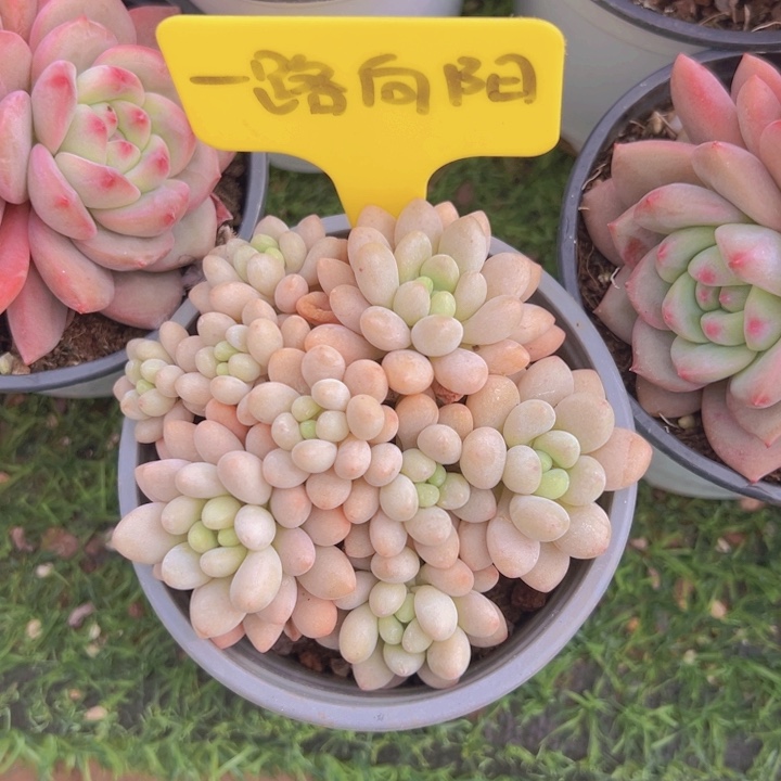 健健康康平平安安