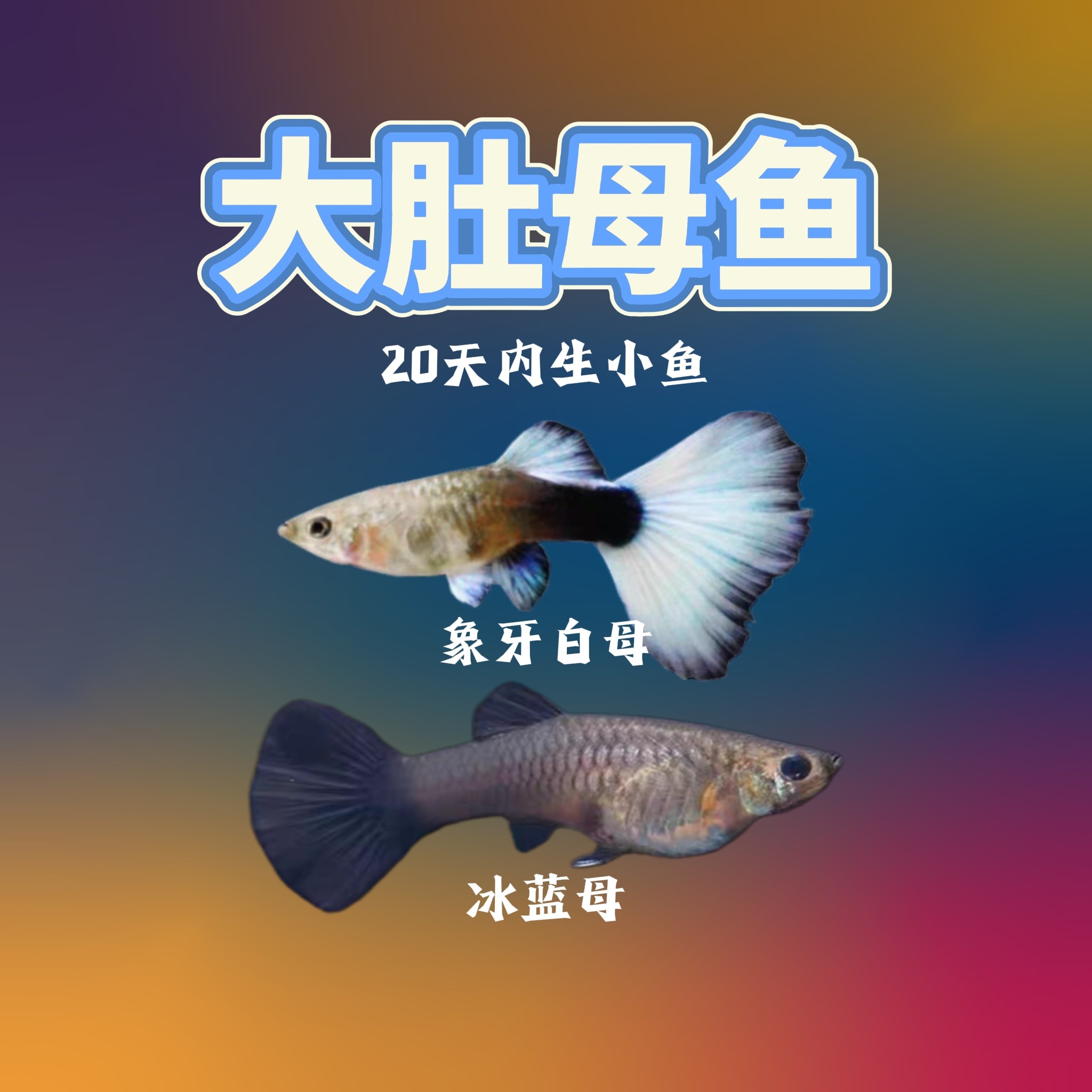 【纯母鱼】易繁殖精品孔雀鱼小型热带观赏鱼冰蓝象牙白生鱼宝宝