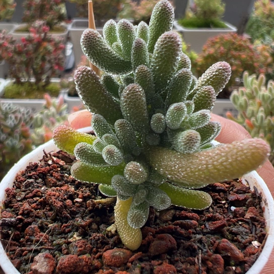 10-369枝干番杏多肉奶油冰五圆盆