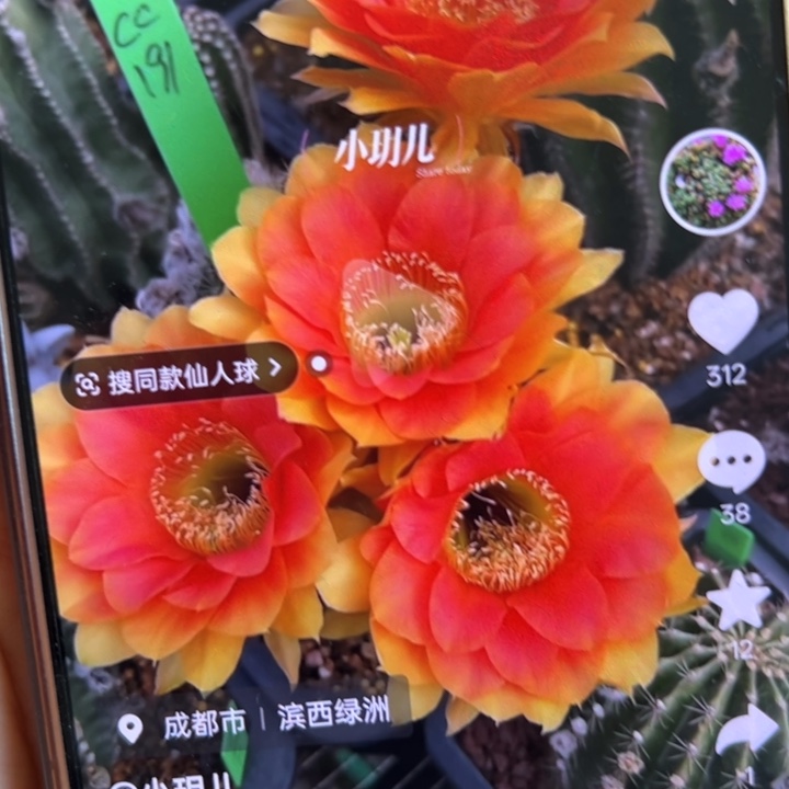 仙人球侧芽歪cc191