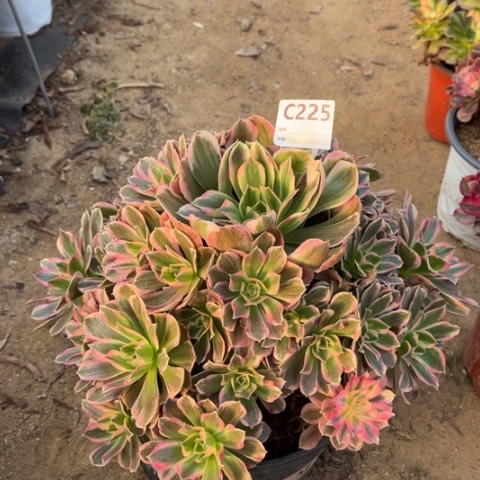 多肉植物男神捧花