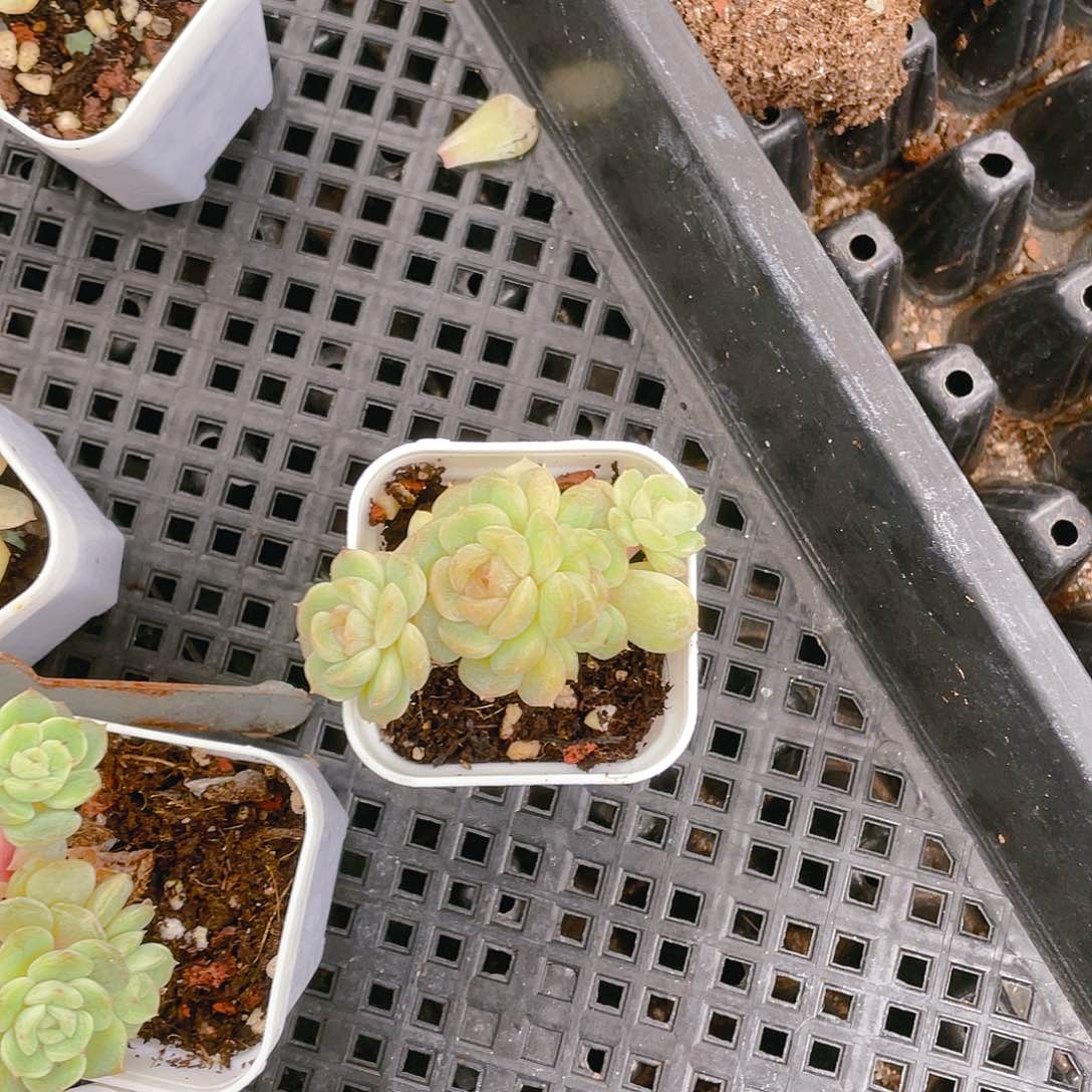 洛*?四头白恋不包整盆一个满25包邮