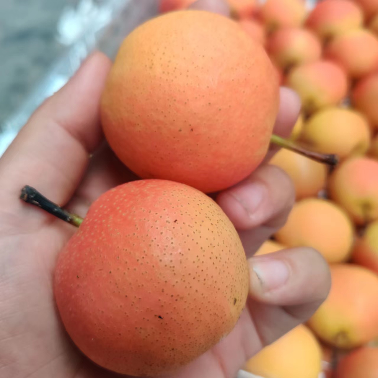 正宗红脸南果梨(浓香农甜)