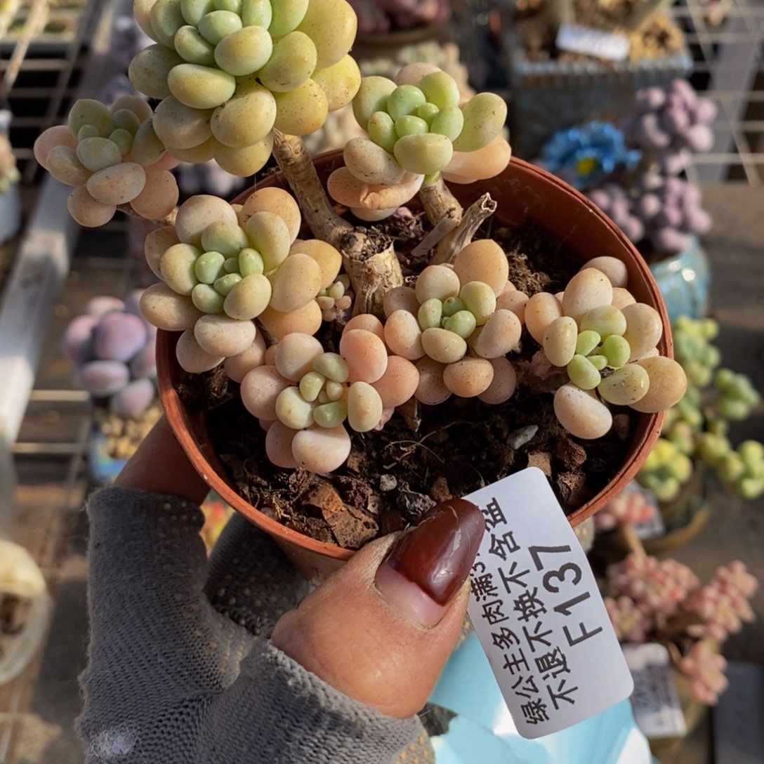 洛可可137/7cm有砍