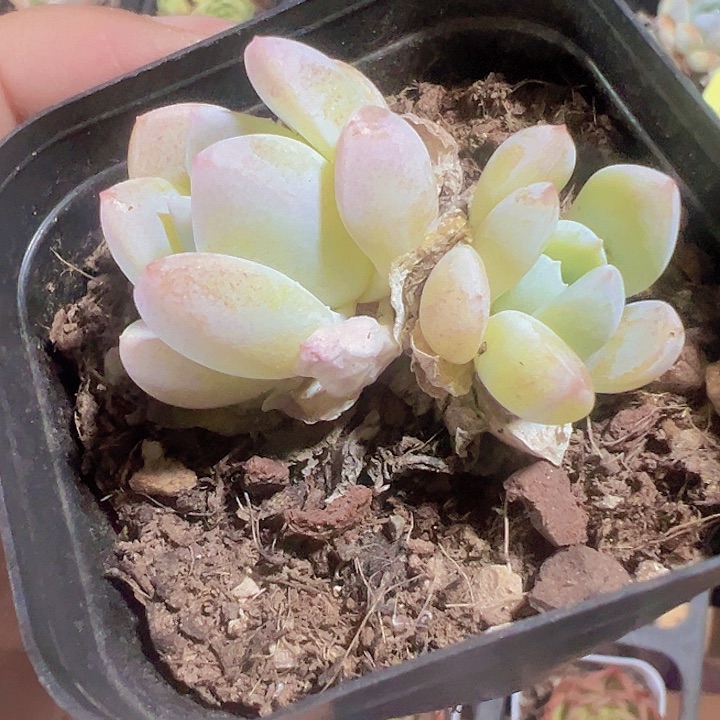 太妃糖精品多肉植物