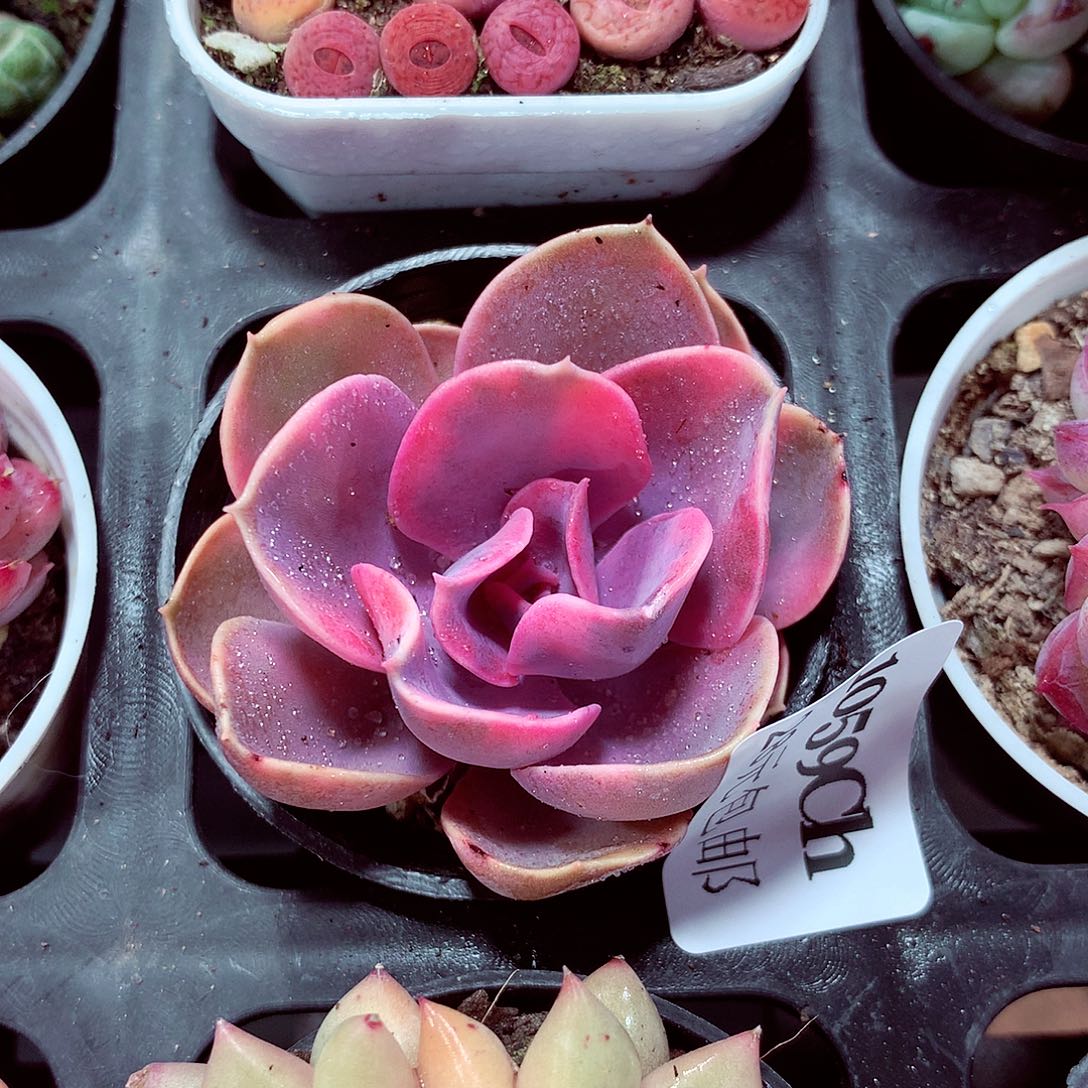 5厘米盆精控多肉1059