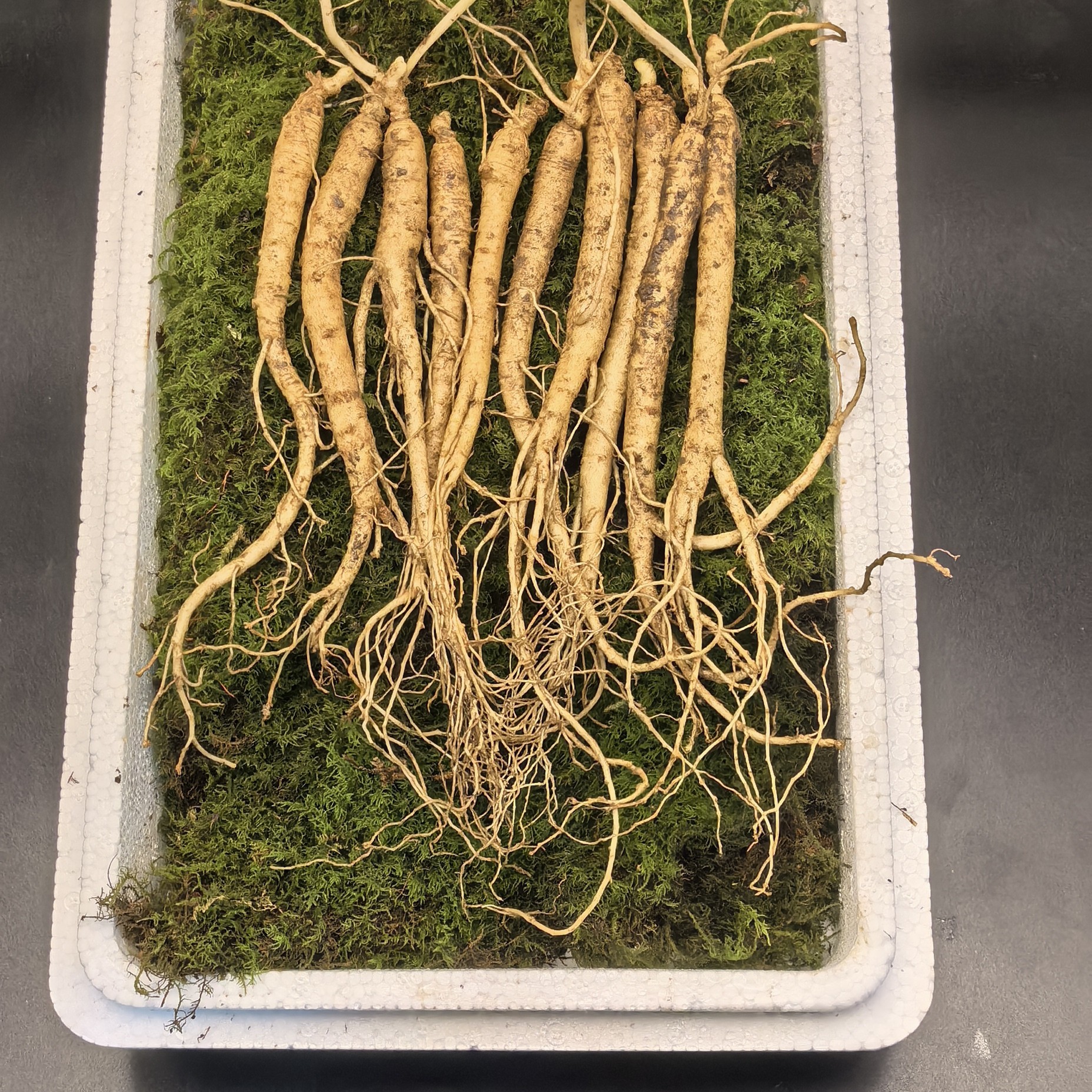 新鲜小人参整支小人参直条饭店火锅泡酒煲汤东北特产 五颗一份