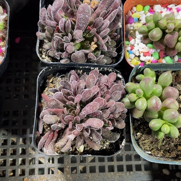 梦春3.8带哦土发