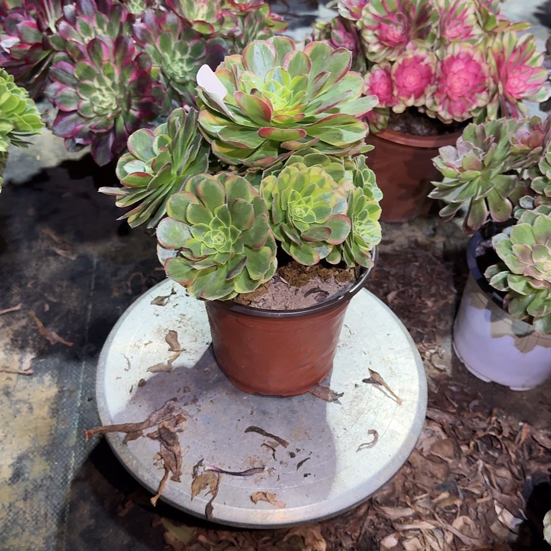 多肉植物奶白锦569