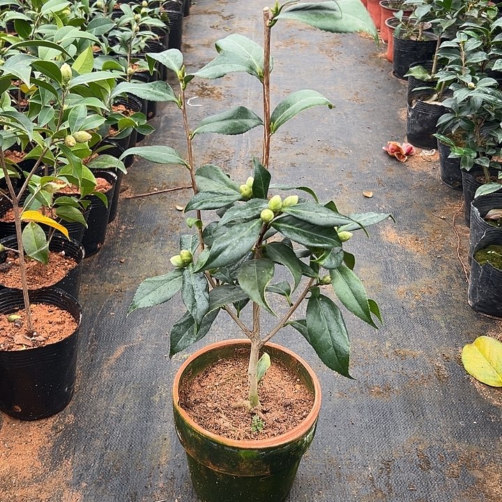 大部分花苞少量开放，江户锦