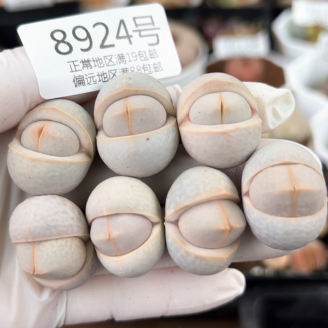 8924四年高尔夫7颗2-2.5cm福利