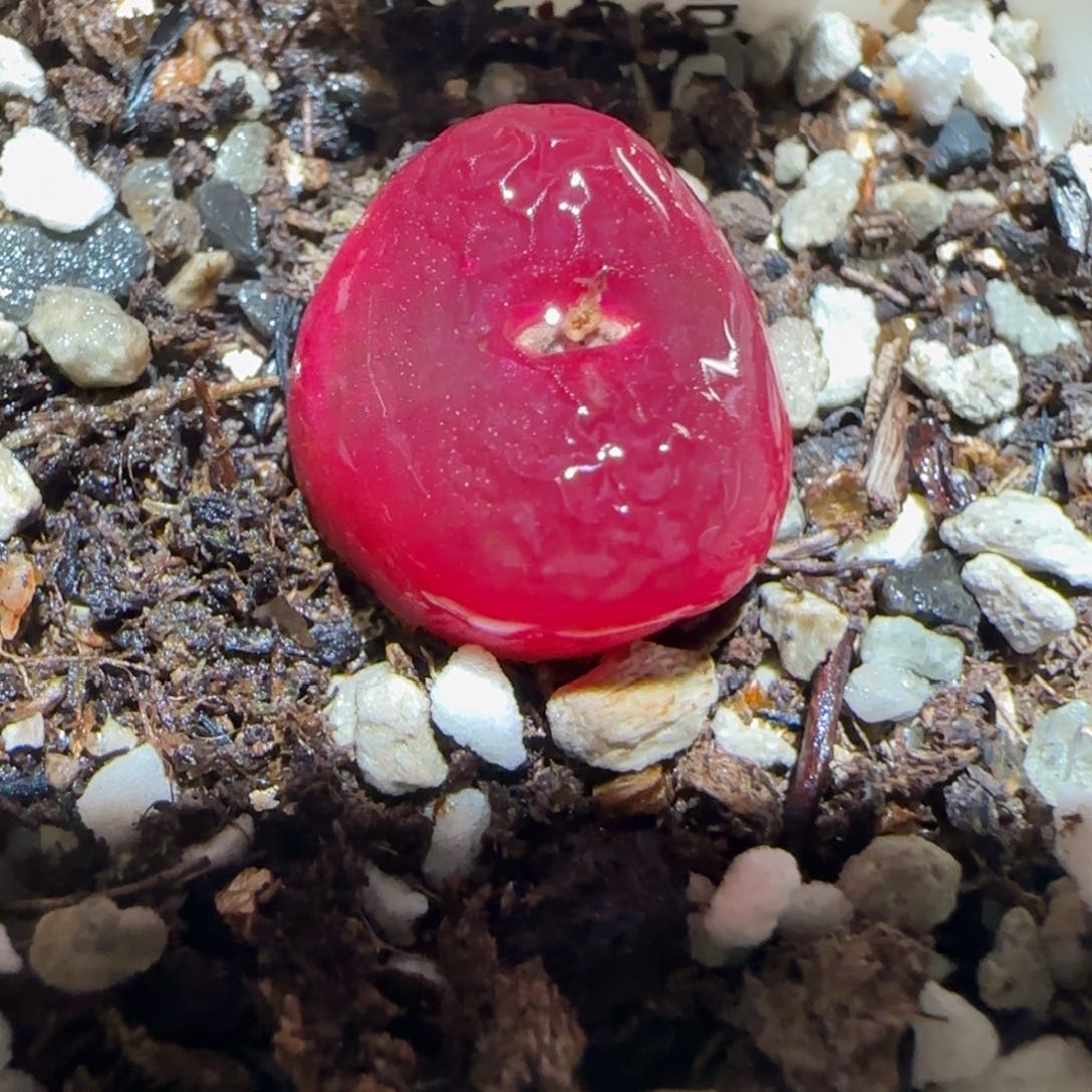 肉锥多肉植物百科-1430.5、1217