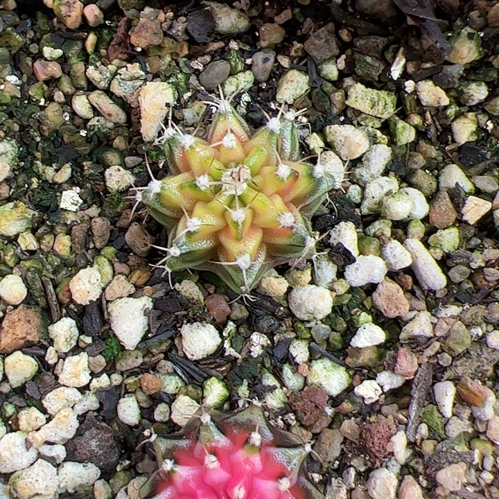 用***3当前无花朵，栽培后可花朵