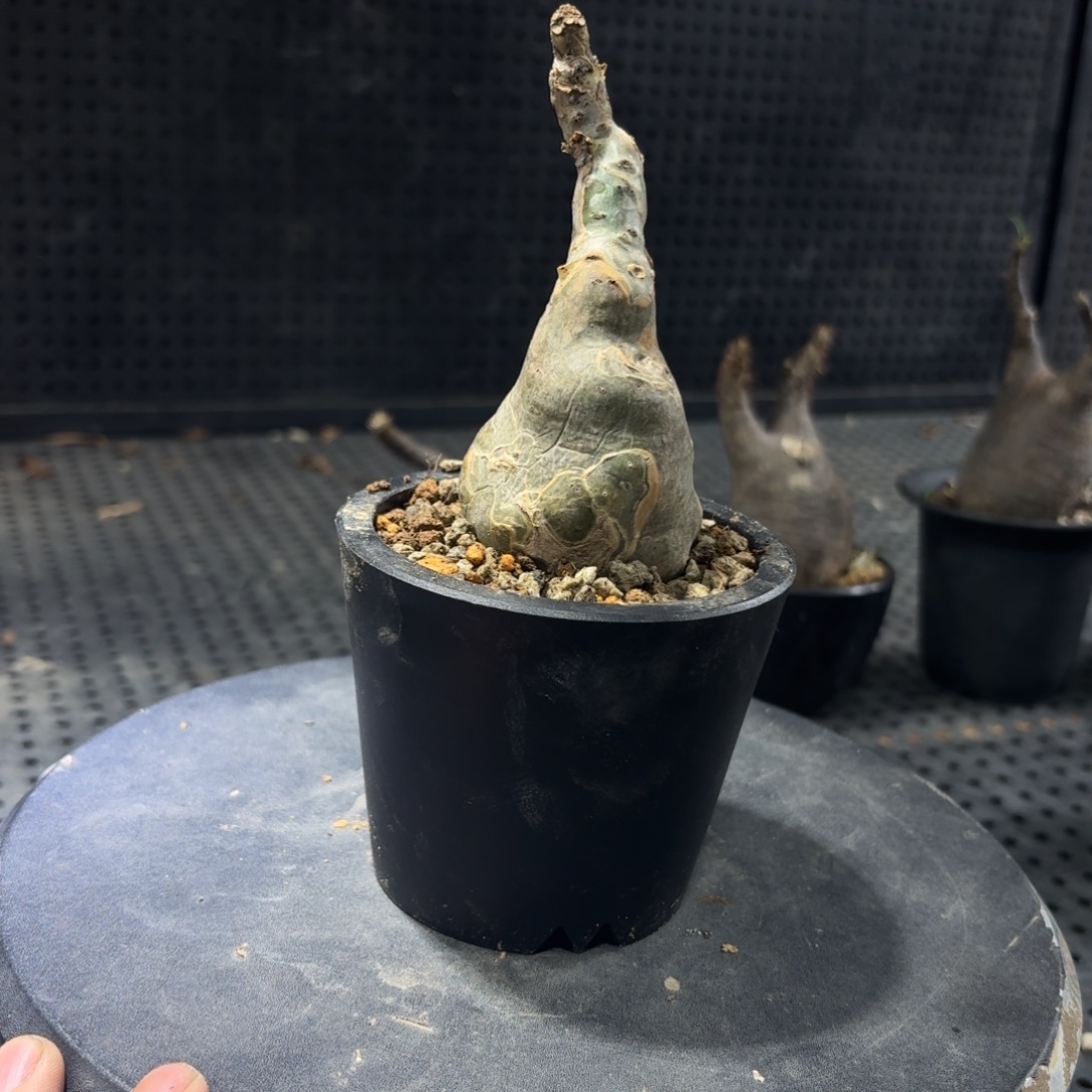 索马里小叶葡萄36699966666