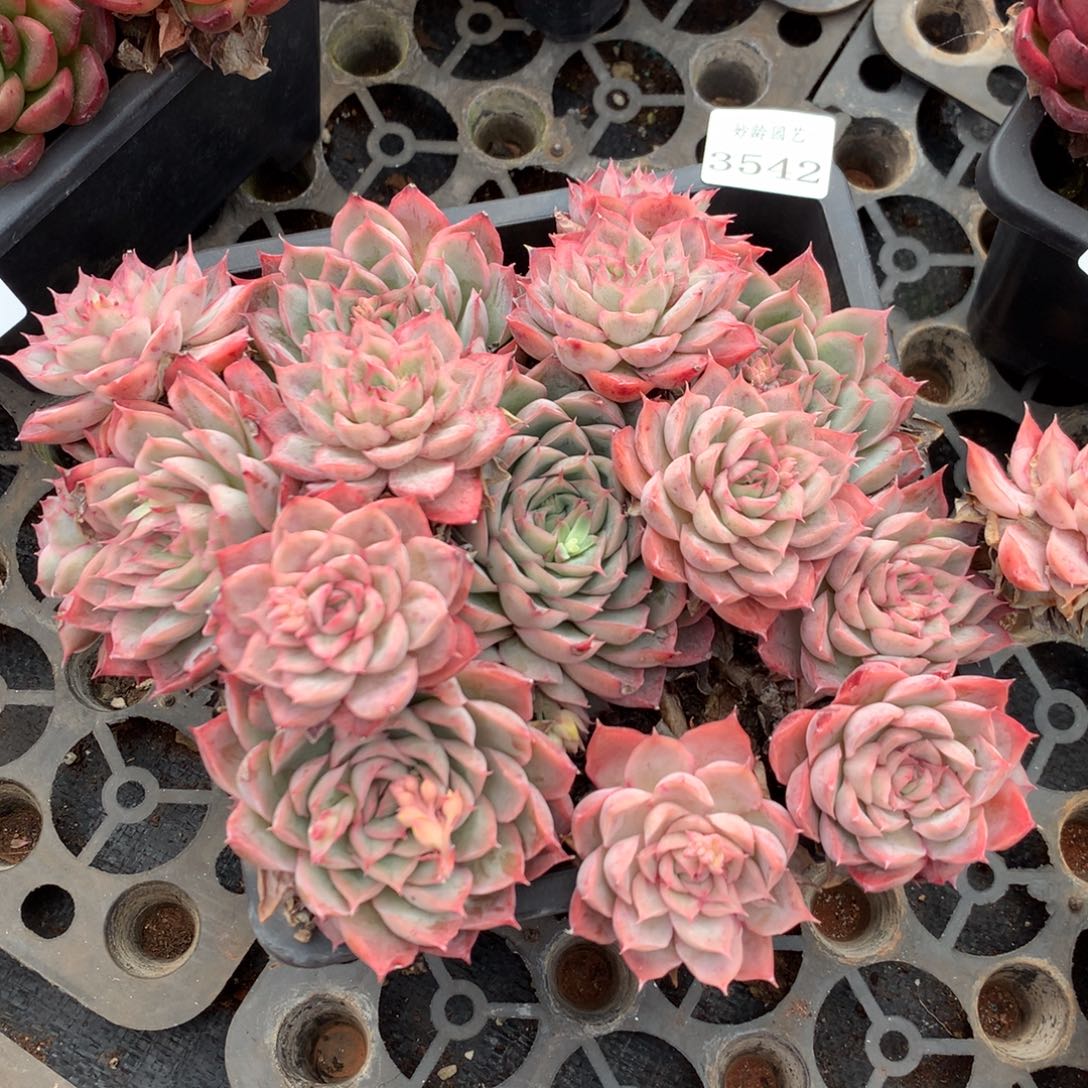 3542杂交精品基地22厘米