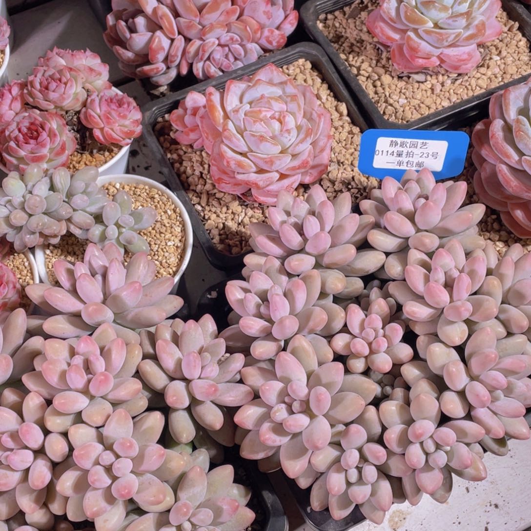 0114-23-精品大群粉汤圆一颗