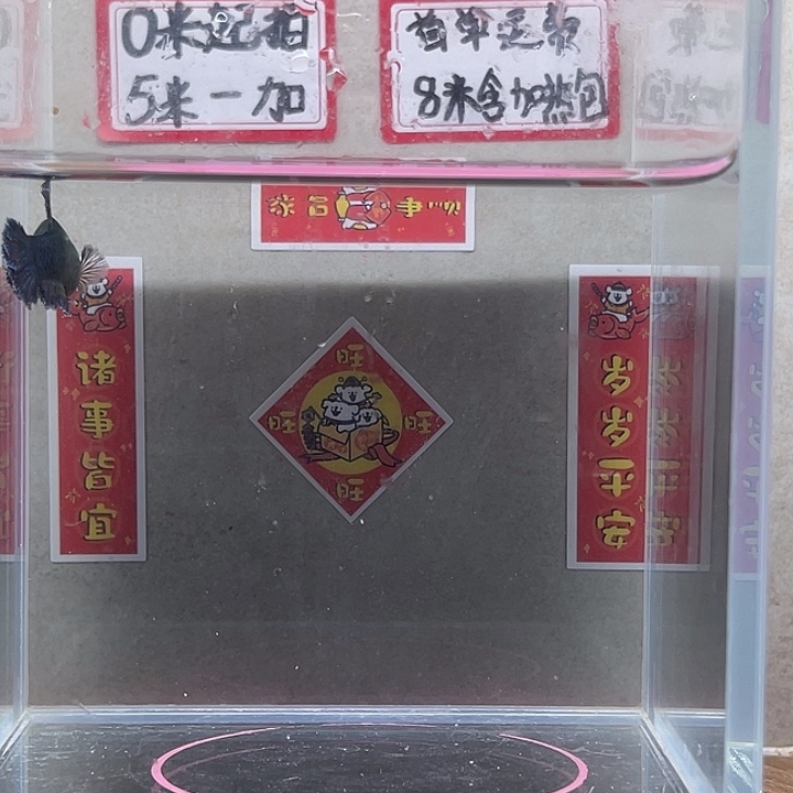 斗鱼泰国斗鱼母鱼混养不分公母
