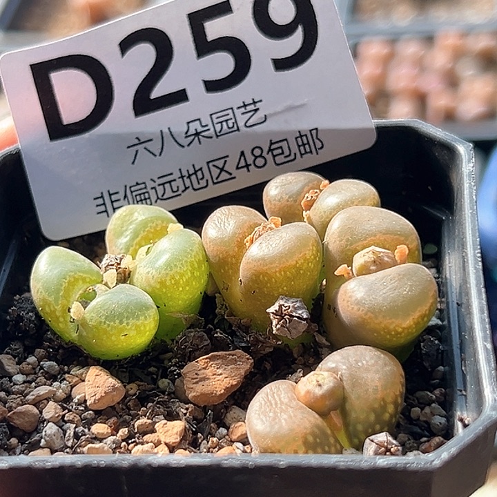 特价一盆3颗风铃多肉